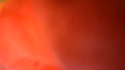 24cockrings online show from 05-17-26, 07:43
