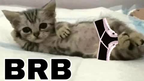 Snapshot of _meowmiko__ chatting on 06-12-26, 11:03 miko3 online show from 06-12-26, 11:03