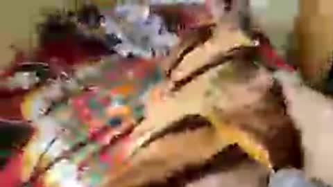 Aachujos online show from 06-12-26, 05:50
