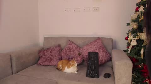 Snapshot of abbey_allen chatting on 12-14-24, 11:45 Abbey  IG abby allenn  04 December Online at  I will be on vacation dont forget me  See you soon   online show from 12-14-24, 11:45