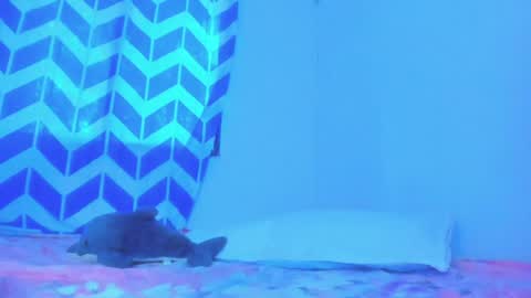 Snapshot of alice_lacroux chatting on 01-20-25, 10:04 Alice online show from 01-20-25, 10:04