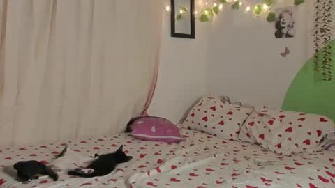 Snapshot of alikaa_nia chatting on 12-29-24, 01:56 online show from 12-29-24, 01:56