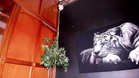 Anahi online show from 02-22-25, 04:40