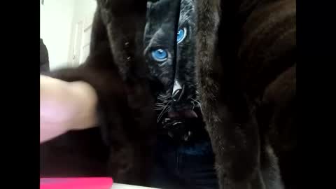 Snapshot of angelo4ek_olya chatting on 01-21-25, 11:56 Your dreams best breasts online show from 01-21-25, 11:56