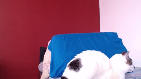 bayonette_black online show from 01-10-25, 11:43