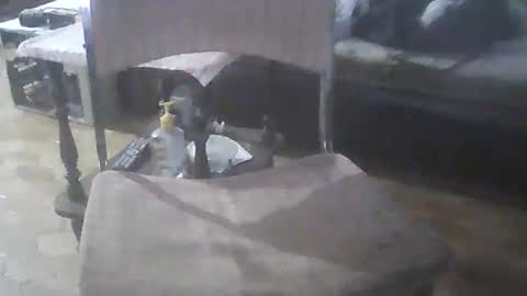 bigpenix online show from 04-20-26, 11:39