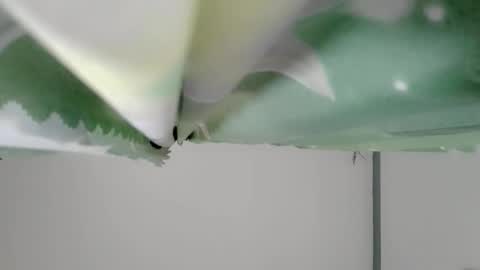 bongga_kaday online show from 09-09-25, 02:33