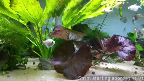 Booker Baxton online show from 01-23-25, 03:58