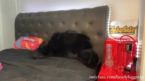 Brody Biggs online show from 11-30-25, 08:02