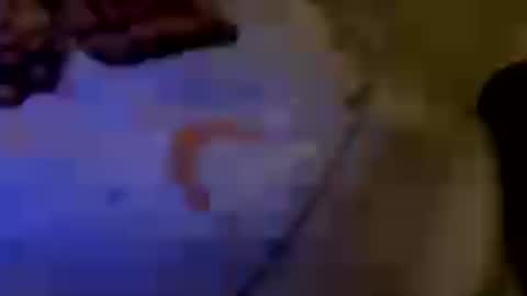 Brujaxgrey online show from 07-29-26, 06:28