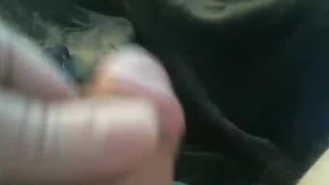 bullemoe online show from 10-27-25, 08:18