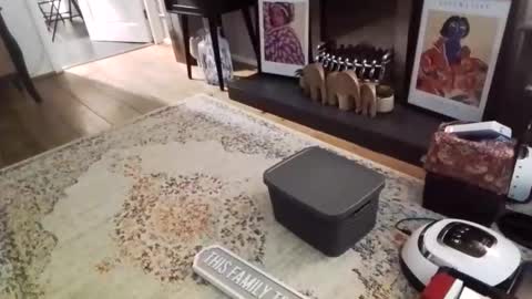 Bakewell Trixie  online show from 02-09-26, 08:46