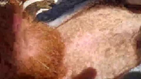 cody_phoenix online show from 10-11-25, 02:26