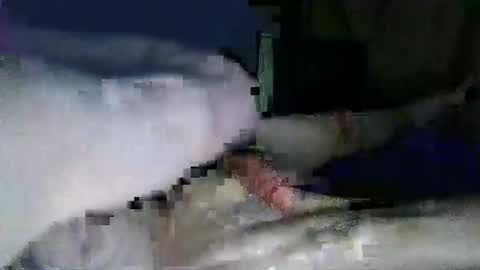 lazarus online show from 01-31-25, 05:32