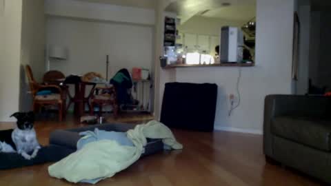 cumfiesta1 online show from 01-01-25, 04:29