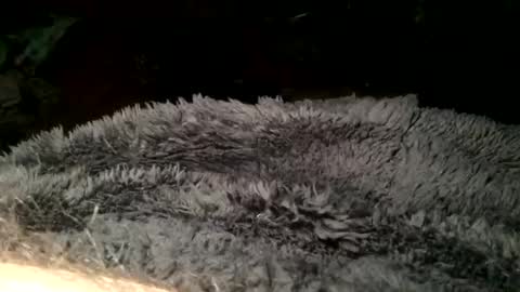 Snapshot of cutcockguy1975 chatting on 03-11-25, 07:36 Steve online show from 03-11-25, 07:36