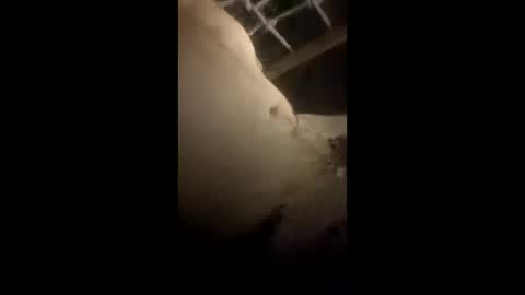 da_p44 online show from 03-22-26, 02:26