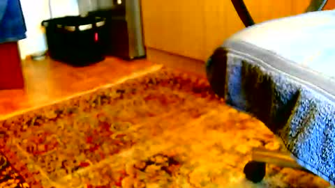 Dammerl online show from 12-02-25, 01:17