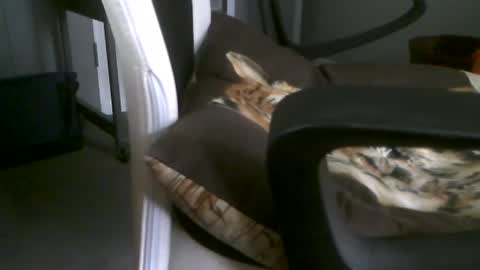 Snapshot of dazzle68 chatting on 06-29-26, 01:01 Dazzle68 online show from 06-29-26, 01:01