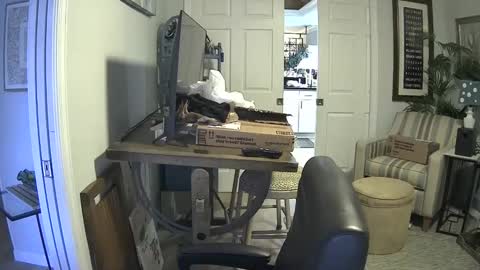 DirtkPitt Fun guy working online show from 01-21-25, 07:17