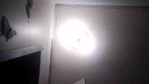 dixonbird41 online show from 03-10-26, 03:44