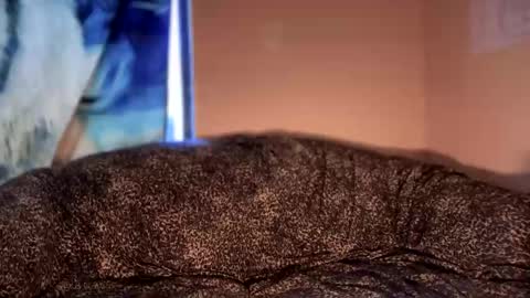 dove_love22 online show from 01-12-26, 05:18