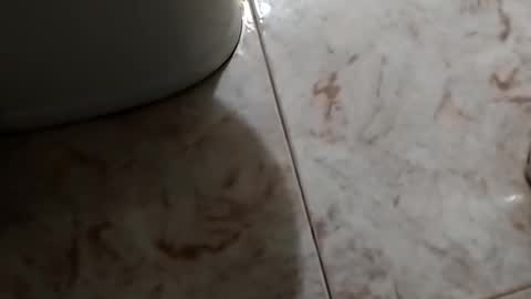 dthedog12 online show from 10-30-25, 09:48