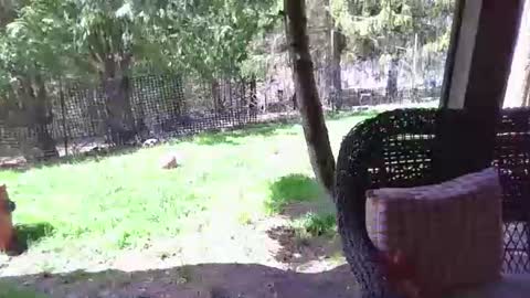 Elliohh online show from 04-22-26, 06:20