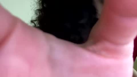 eulilah222 online show from 09-17-25, 03:41