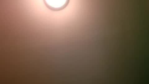 experttreecompany online show from 04-12-26, 04:17