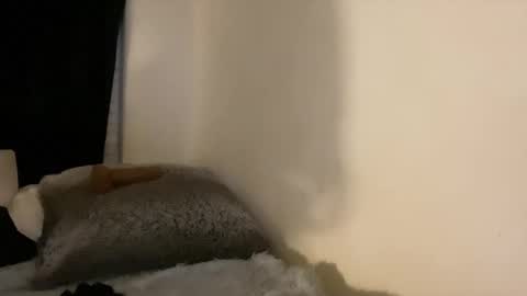 this is justice tricia a bigelow. she was fucking my husband tom girardi online show from 02-03-26, 08:41