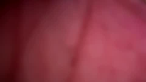 Snapshot of forbiddenalpha chatting on 05-13-26, 11:44 ForbiddenAlpha online show from 05-13-26, 11:44