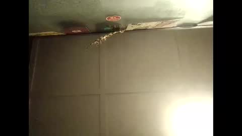 Snapshot of fucmebudoo chatting on 10-11-25, 09:08 Warwick online show from 10-11-25, 09:08