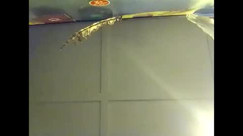 Snapshot of fucmebudoo chatting on 10-18-25, 07:53 Warwick online show from 10-18-25, 07:53