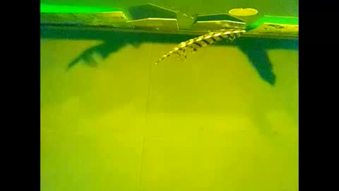 Snapshot of fucmebudoo chatting on 10-22-25, 10:04 Warwick online show from 10-22-25, 10:04