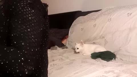 Pizzaz online show from 09-24-25, 04:32