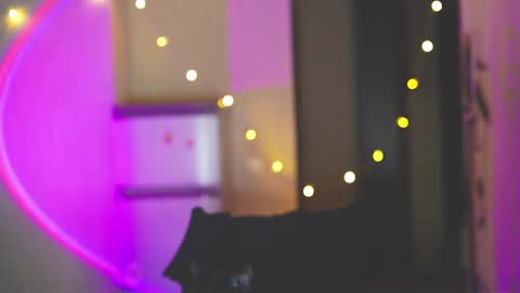 happy_cat_house2 online show from 12-11-24, 06:31