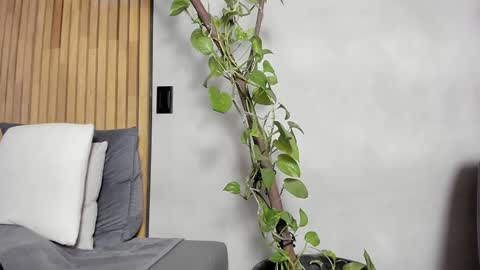 Sofia independent model online show from 12-14-24, 11:07