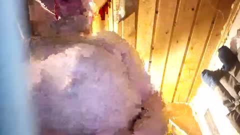 hung34u online show from 01-08-26, 06:16