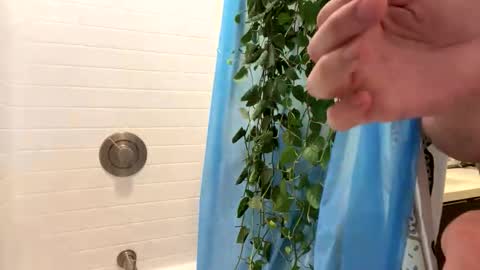 hung_and_horny1005 online show from 11-24-25, 11:15