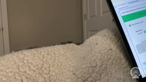 hungtwinkcock1 online show from 03-17-26, 12:41