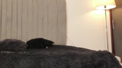 oleider dont forget your thumbs up online show from 02-28-26, 05:14