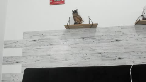 Jaycreedd online show from 04-28-26, 03:22