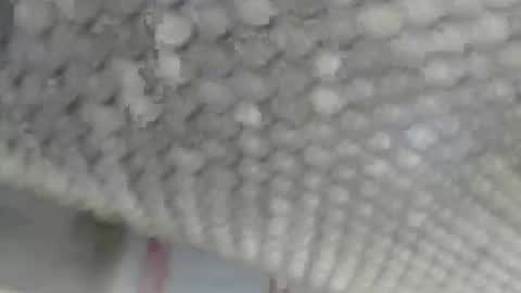 Snapshot of juergenkru chatting on 09-17-25, 12:40 Giovanni50pro online show from 09-17-25, 12:40