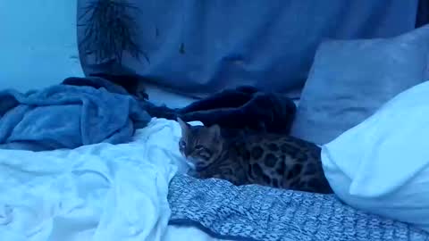 jwolf11851725 online show from 10-25-25, 08:22