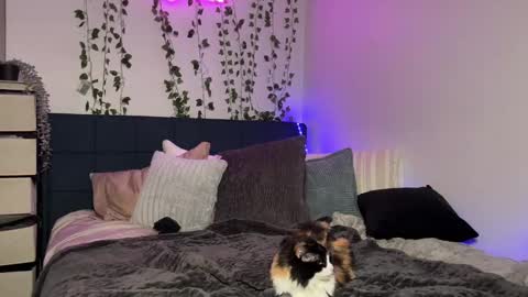 Kaitie online show from 12-16-24, 11:12