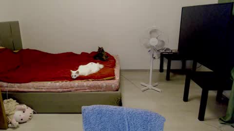 Snapshot of kitten_jenny01 chatting on 02-10-25, 12:41 Jennyblonde and Emmabrunette online show from 02-10-25, 12:41