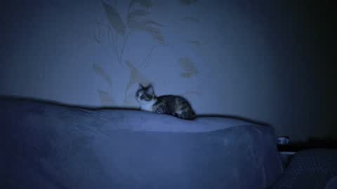 Evelyn online show from 03-08-25, 11:16