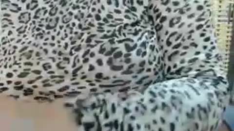 LAILA online show from 07-22-26, 11:35