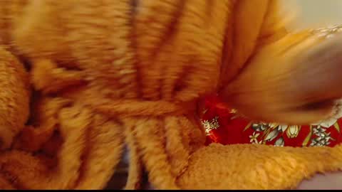 Snapshot of laralhotr chatting on 01-14-25, 12:54 laralhotr online show from 01-14-25, 12:54